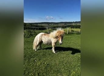 Mini Shetland Pony, Hengst, 1 Jahr, 84 cm, Red Dun