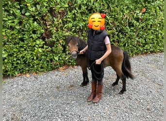 Mini Shetland Pony, Hengst, 1 Jahr, 84 cm, Schwarzbrauner