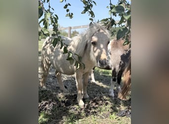 Mini Shetland Pony, Hengst, 1 Jahr, 85 cm
