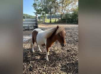 Mini Shetland Pony, Hengst, 1 Jahr, 85 cm, Schecke