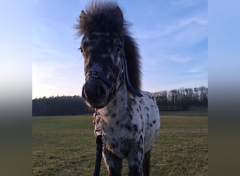 Mini Shetland Pony, Hengst, 1 Jahr, 85 cm, Tigerschecke