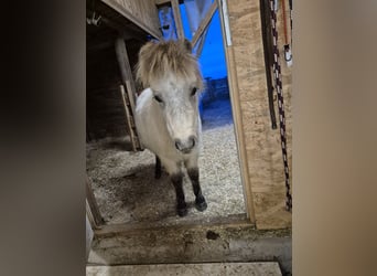 Mini Shetland Pony Mix, Hengst, 1 Jahr, 90 cm, Buckskin