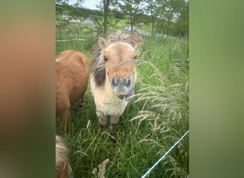 Mini Shetland Pony, Hengst, 1 Jahr, 90 cm, Falbe