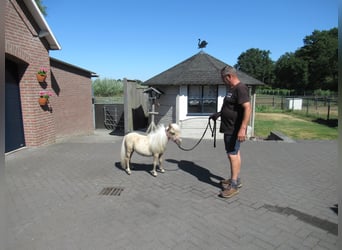 Mini Shetland Pony, Hengst, 1 Jahr, Palomino