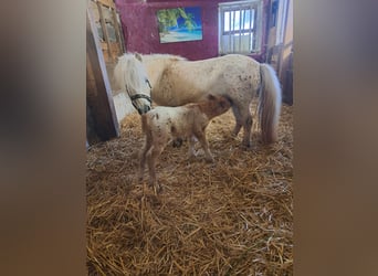 Mini Shetland Pony, Hengst, 1 Jahr, Tigerschecke