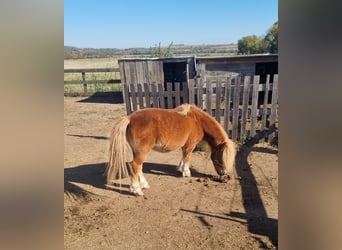 Mini Shetland Pony, Hengst, 20 Jahre, 95 cm, Fuchs