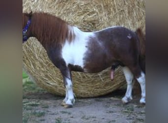 Mini Shetland Pony, Hengst, 21 Jaar, 80 cm, Gevlekt-paard