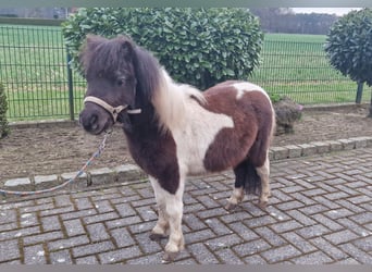 Mini Shetland Pony, Hengst, 2 Jaar, 78 cm, Gevlekt-paard