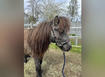 Mini Shetland Pony, Hengst, 2 Jaar, 80 cm, Zwartschimmel