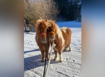 Mini Shetland Pony, Hengst, 2 Jaar, 85 cm