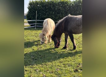 Mini Shetland Pony, Hengst, 2 Jaar