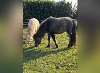 Mini Shetland Pony, Hengst, 2 Jaar