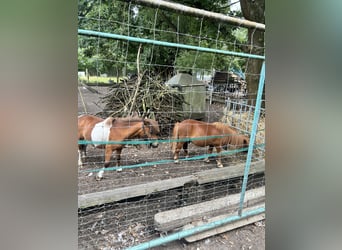Mini Shetland Pony, Hengst, 2 Jaar, Vos