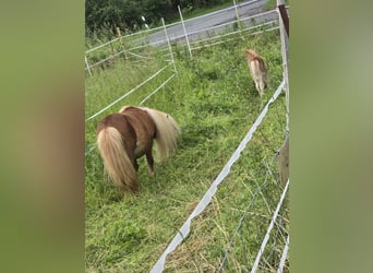 Mini Shetland Pony, Hengst, 2 Jahre, 65 cm, Hellbrauner