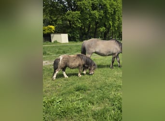 Mini Shetland Pony, Hengst, 2 Jahre, 76 cm
