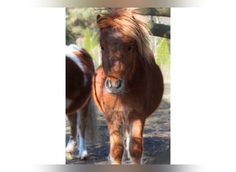 Mini Shetland Pony, Hengst, 2 Jahre, 78 cm, Fuchs
