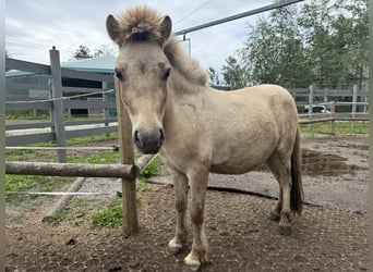Mini Shetland Pony, Hengst, 2 Jahre, 80 cm, Buckskin