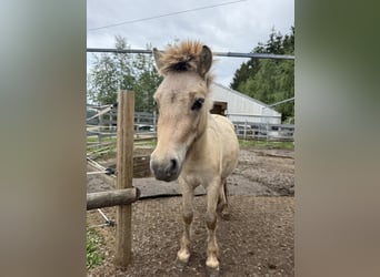 Mini Shetland Pony, Hengst, 2 Jahre, 80 cm, Buckskin