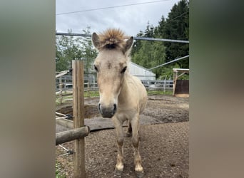 Mini Shetland Pony, Hengst, 2 Jahre, 80 cm, Buckskin