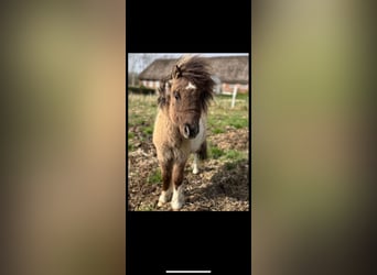 Mini Shetland Pony, Hengst, 2 Jahre, 80 cm