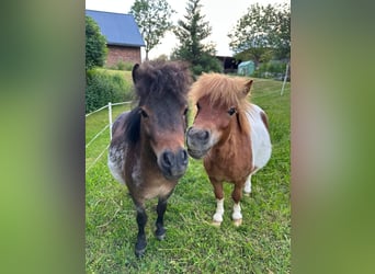 Mini Shetland Pony Mix, Hengst, 2 Jahre, 80 cm