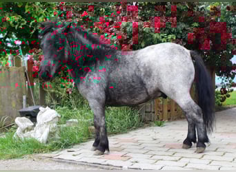 Mini Shetland Pony, Hengst, 2 Jahre, 80 cm, Roan-Blue