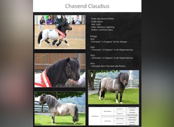 Mini Shetland Pony, Hengst, 2 Jahre, 80 cm, Roan-Blue