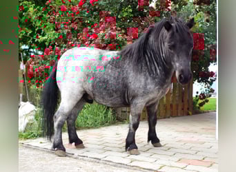 Mini Shetland Pony, Hengst, 2 Jahre, 80 cm, Roan-Blue