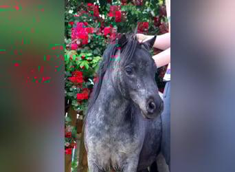 Mini Shetland Pony, Hengst, 2 Jahre, 80 cm, Roan-Blue