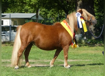 Mini Shetland Pony, Hengst, 2 Jahre, 83 cm, Schecke
