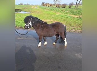 Mini Shetland Pony, Hengst, 2 Jahre, 84 cm, Rappe