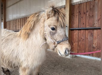 Mini Shetland Pony, Hengst, 2 Jahre, 85 cm, Falbe
