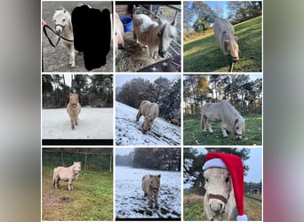 Mini Shetland Pony, Hengst, 2 Jahre, 88 cm, Palomino