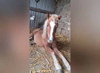 Mini Shetland Pony, Hengst, 2 Jahre, 90 cm, Fuchs