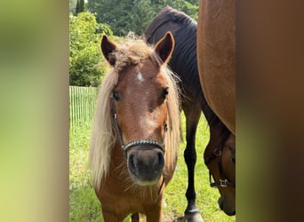 Mini Shetland Pony, Hengst, 2 Jahre, 92 cm, Fuchs