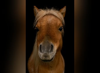 Mini Shetland Pony, Hengst, 3 Jaar, 75 cm, Gevlekt-paard