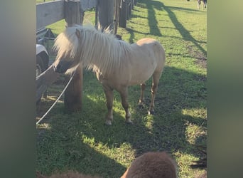Mini Shetland Pony, Hengst, 3 Jaar, 80 cm, Palomino
