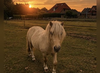 Mini Shetland Pony, Hengst, 3 Jaar, 85 cm, Champagne