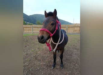 Mini Shetland Pony, Hengst, 3 Jahre, 77 cm, Schwarzbrauner
