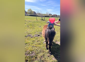 Mini Shetland Pony, Hengst, 3 Jahre, 83 cm, Rappe