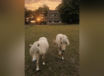 Mini Shetland Pony, Hengst, 3 Jahre, 85 cm, Champagne