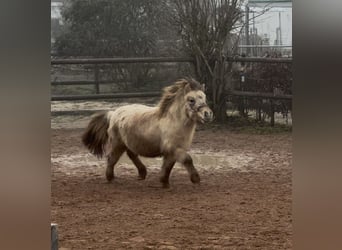 Mini Shetland Pony, Hengst, 3 Jahre, 85 cm, Falbe