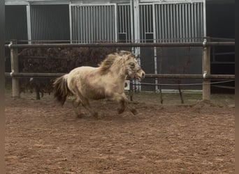 Mini Shetland Pony, Hengst, 3 Jahre, 85 cm, Falbe