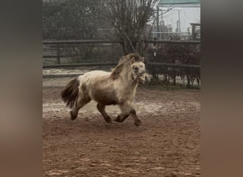 Mini Shetland Pony, Hengst, 3 Jahre, 85 cm