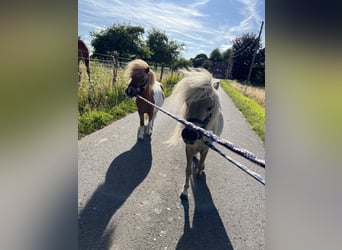 Mini Shetland Pony, Hengst, 3 Jahre, 85 cm