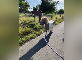 Mini Shetland Pony, Hengst, 3 Jahre, 87 cm, Schecke