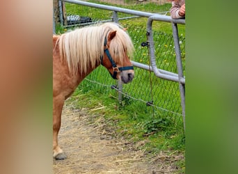 Mini Shetland Pony, Hengst, 3 Jahre, 90 cm, Hellbrauner
