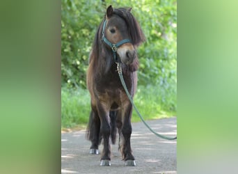 Mini Shetland Pony, Hengst, 3 Jahre, Brauner