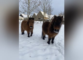 Mini Shetland Pony, Hengst, 4 Jaar, 79 cm, Bruin