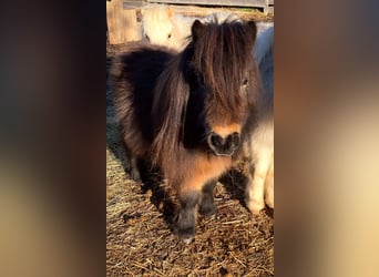 Mini Shetland Pony, Hengst, 4 Jaar, 79 cm